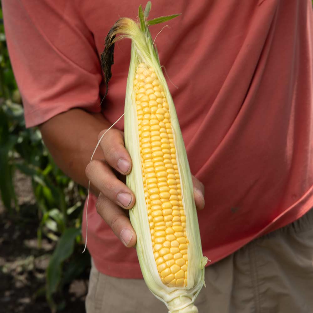 C00A5384